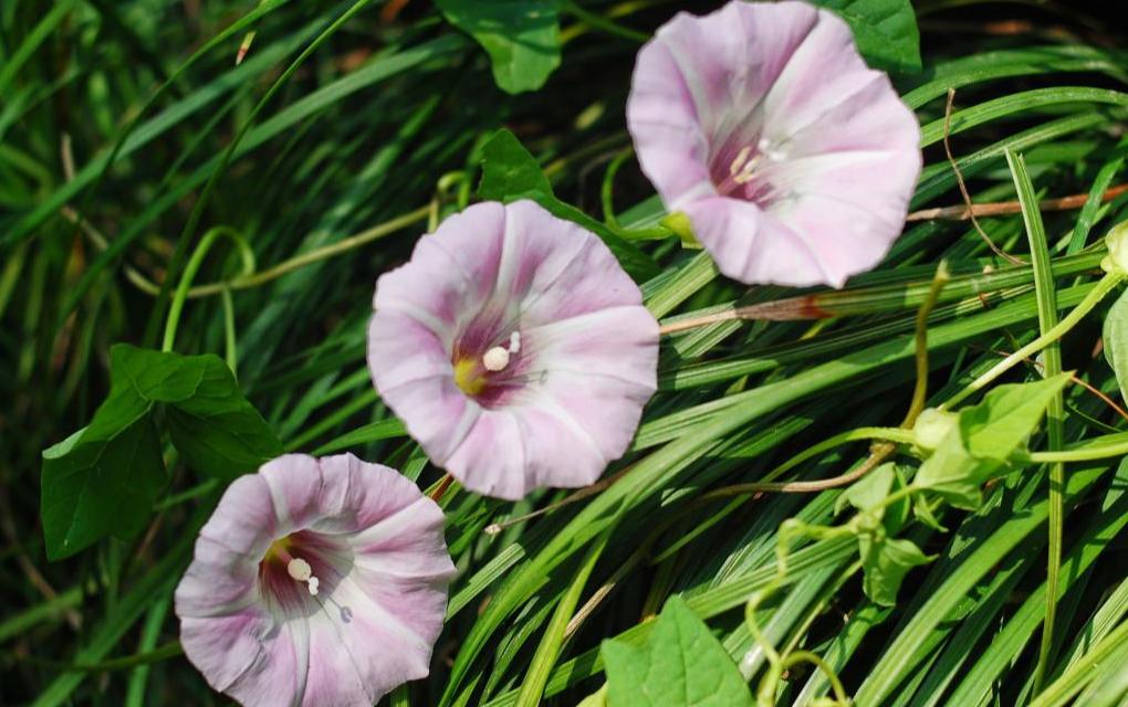 鼓子花
