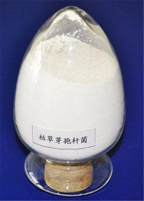 芽孢杆菌