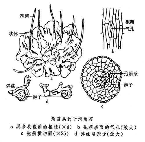 角苔纲