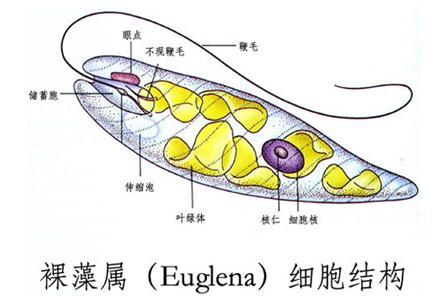 裸藻属