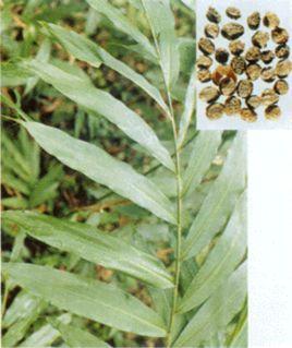 缩砂蜜