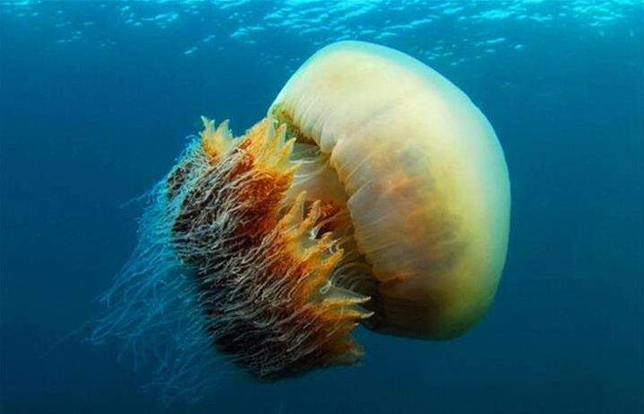 狮鬃水母