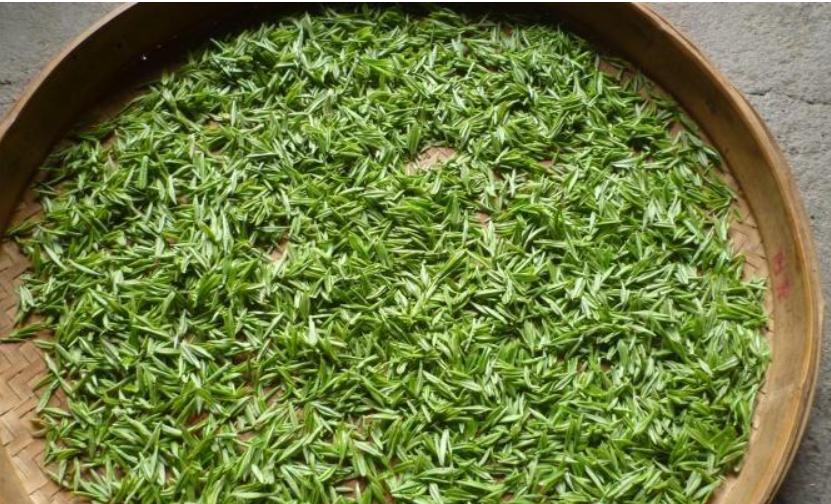 龙岩斜背茶