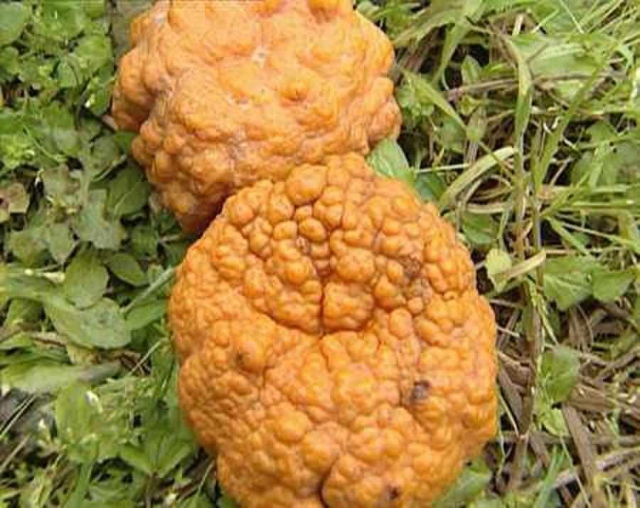黄柑