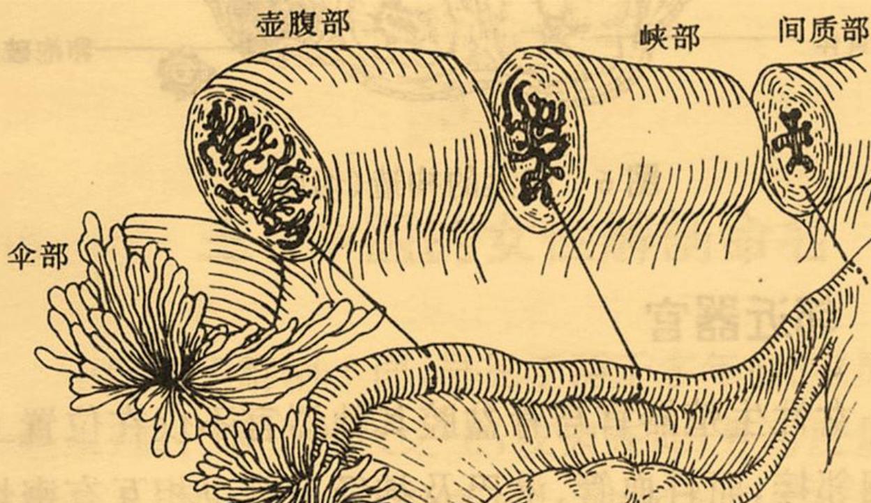 壶腹