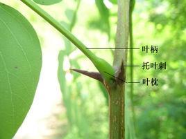 叶环