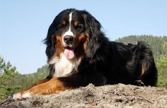 山犬