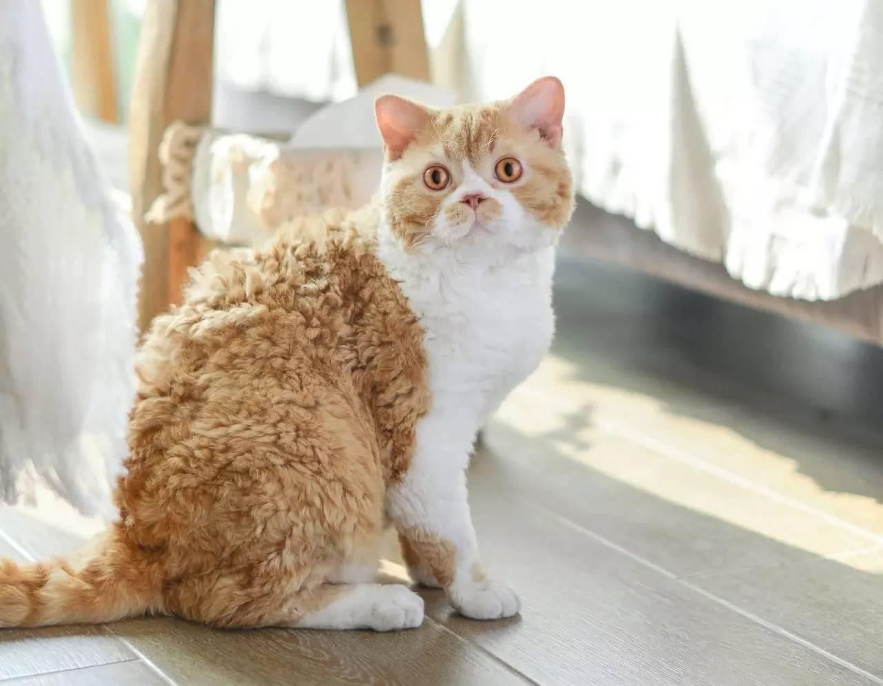 卷毛猫