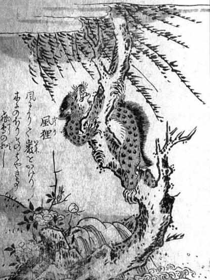 风狸