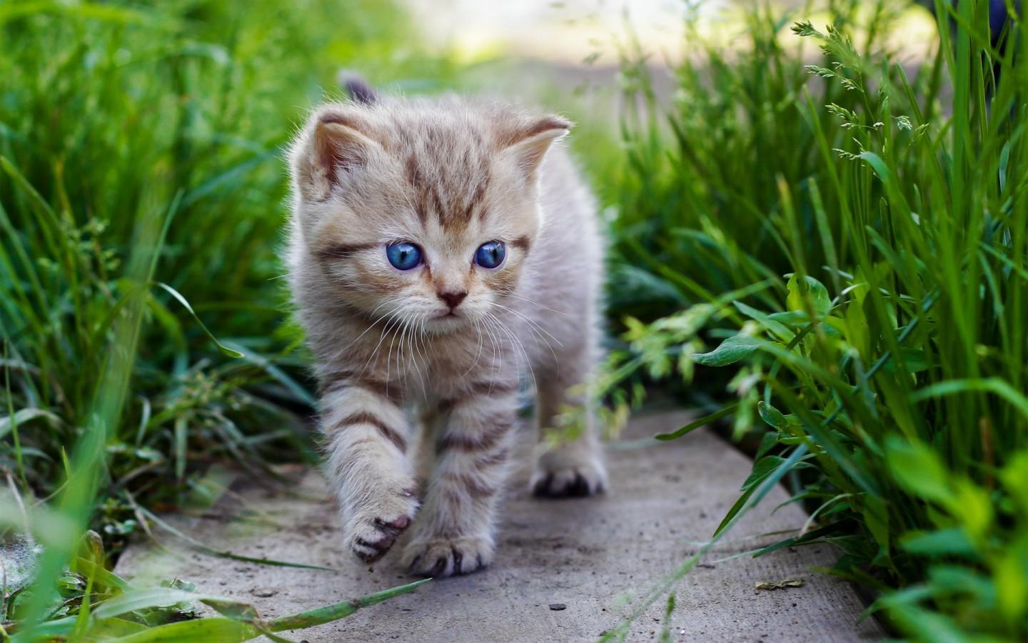 猫属