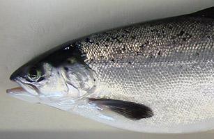 速生大马哈鱼