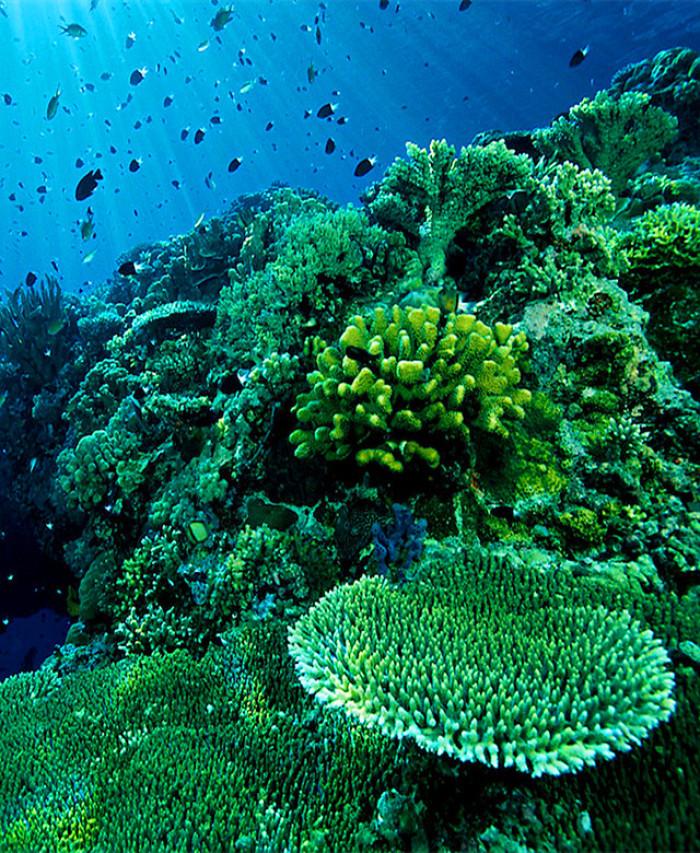 太平洋珊瑚礁