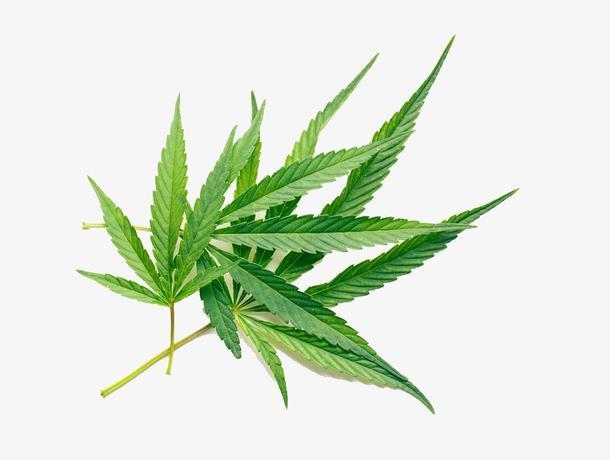 大麻叶