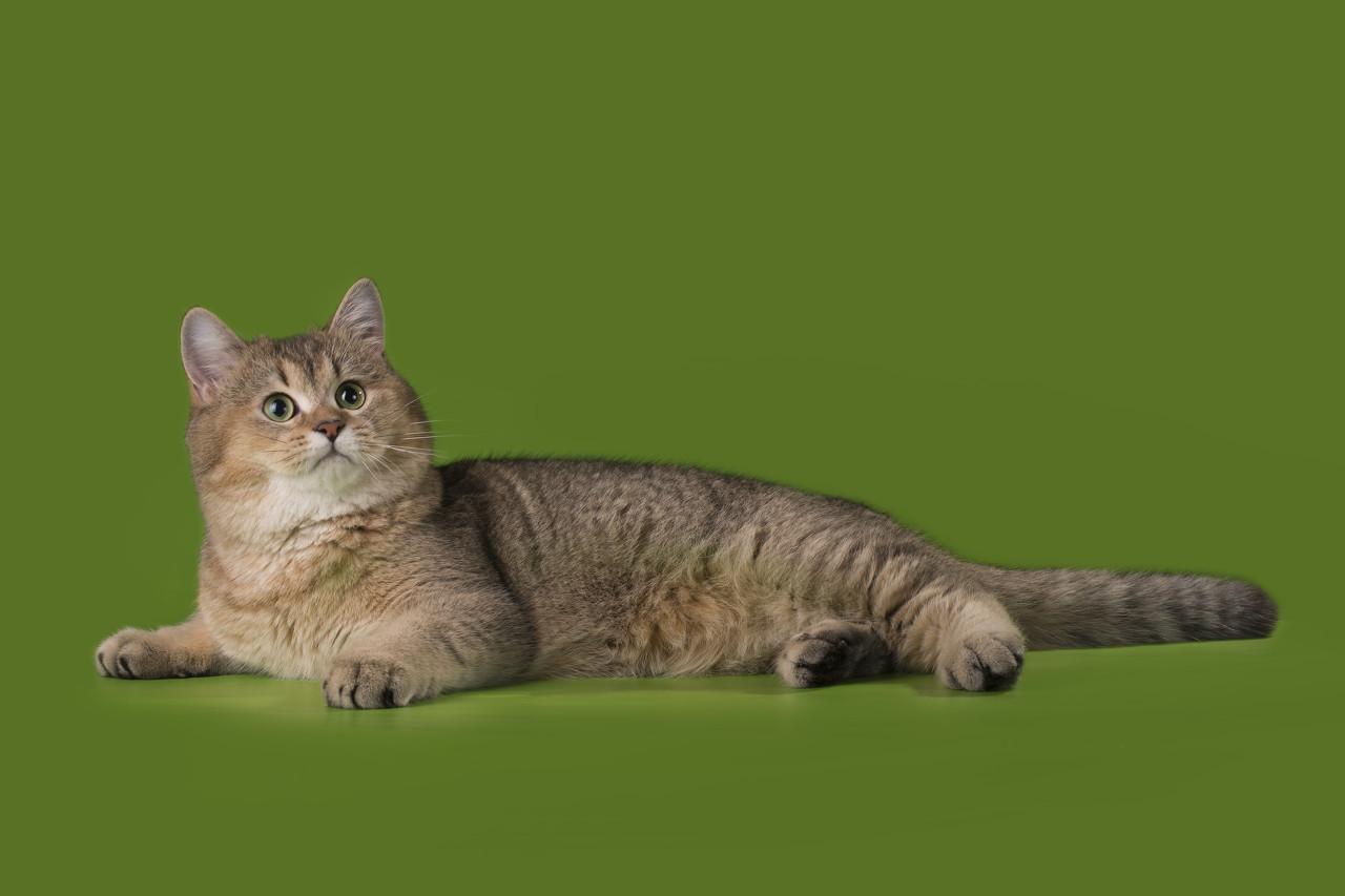埃及猫