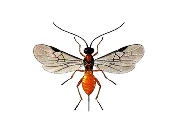 麦叶蜂