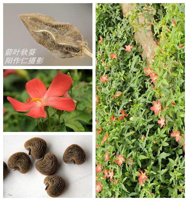 箭叶秋葵