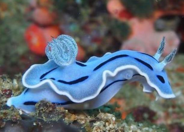 海珠