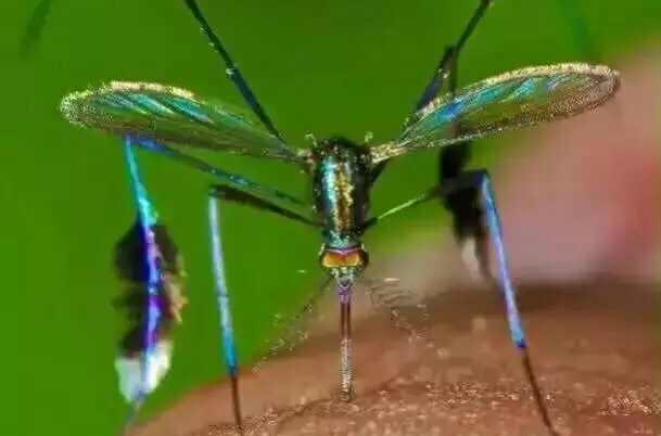 南非吸脂蚊子