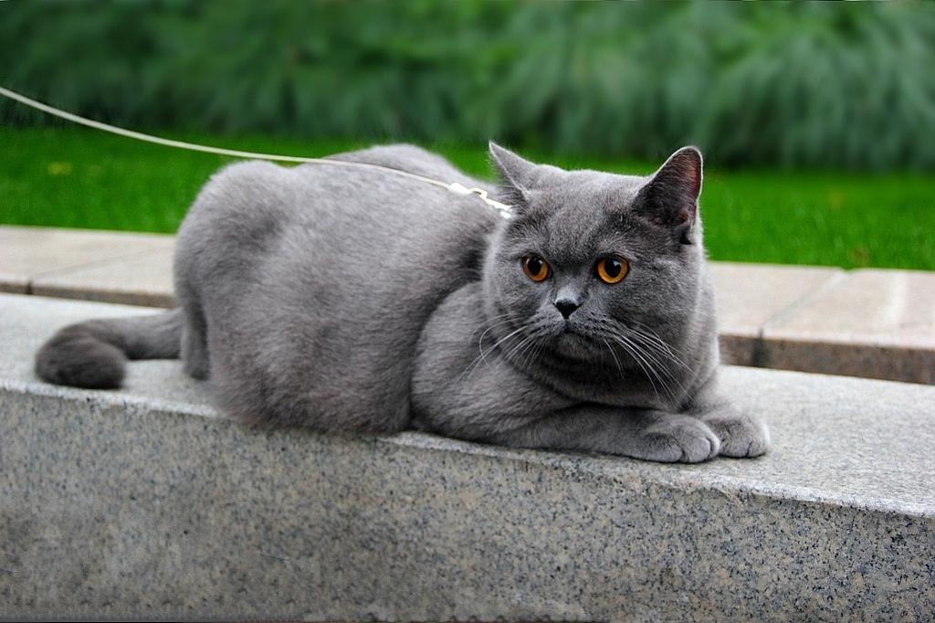 传教士蓝猫