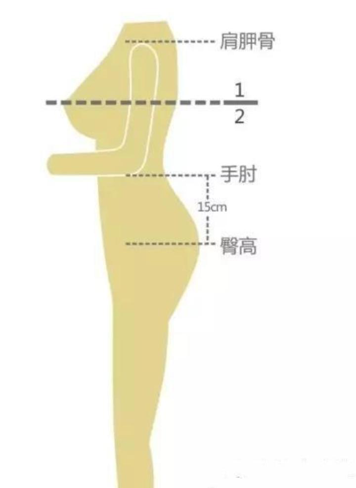 身材比例