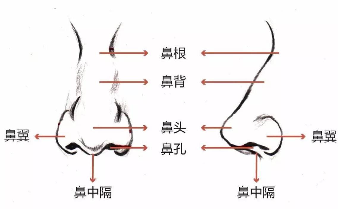 鼻根