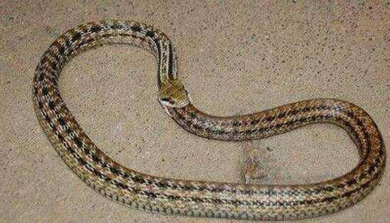 环箍蛇