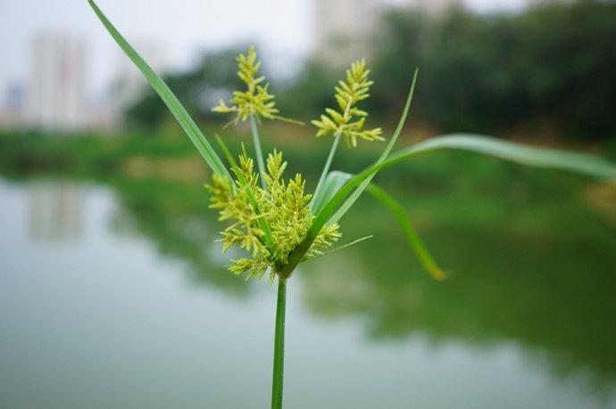 水莎草
