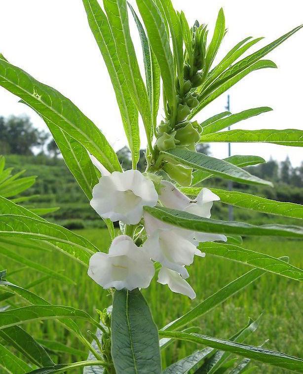 芝麻花