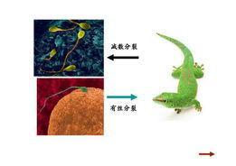 多细胞生物