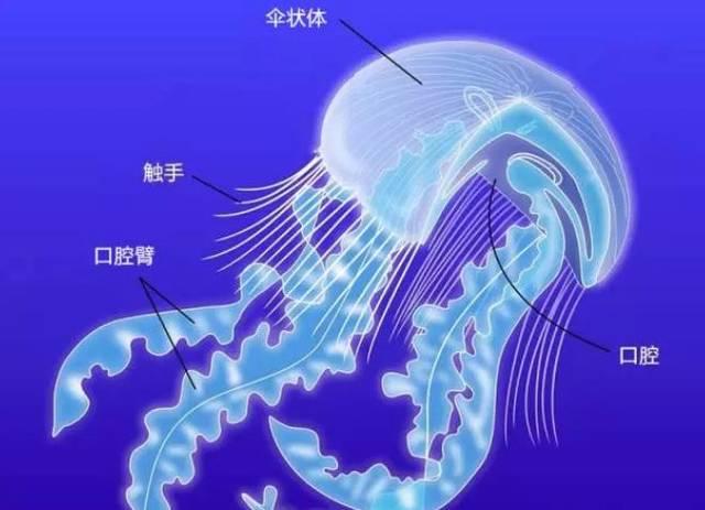 触手囊