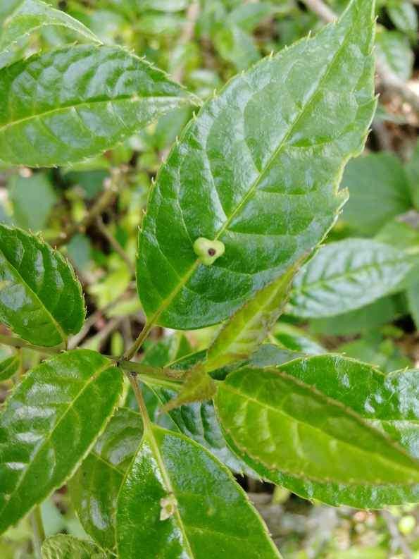 山茱萸科