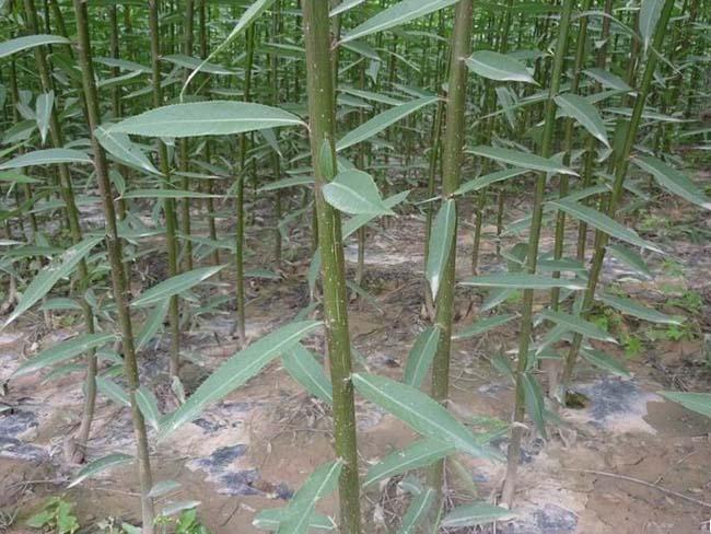 墨竹柳