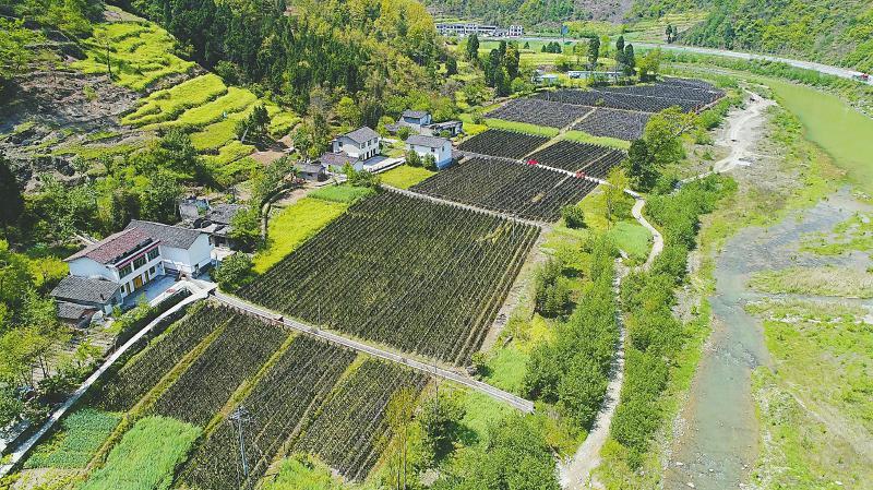群力村