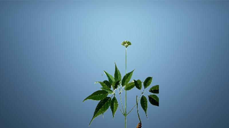 大叶三七