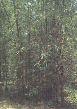 油勒竹