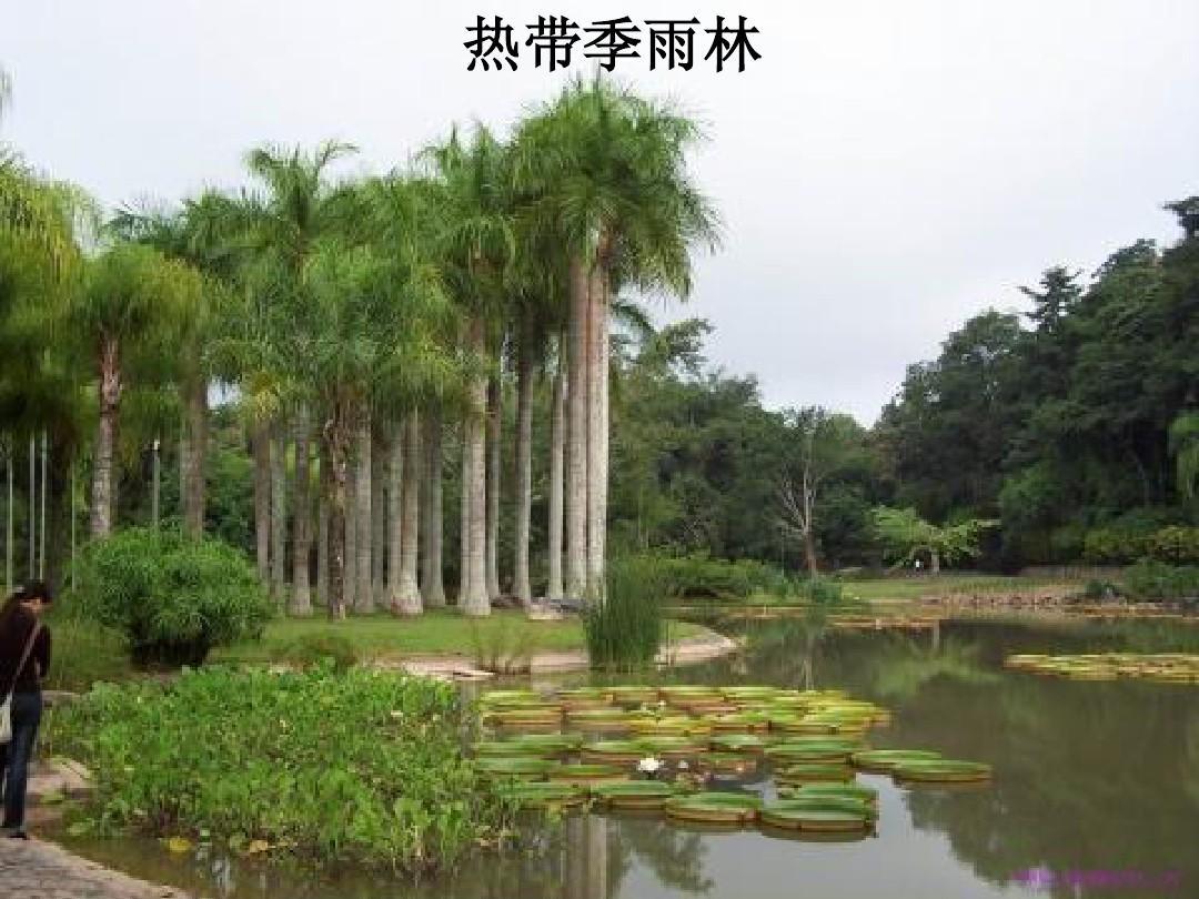 热带季雨林