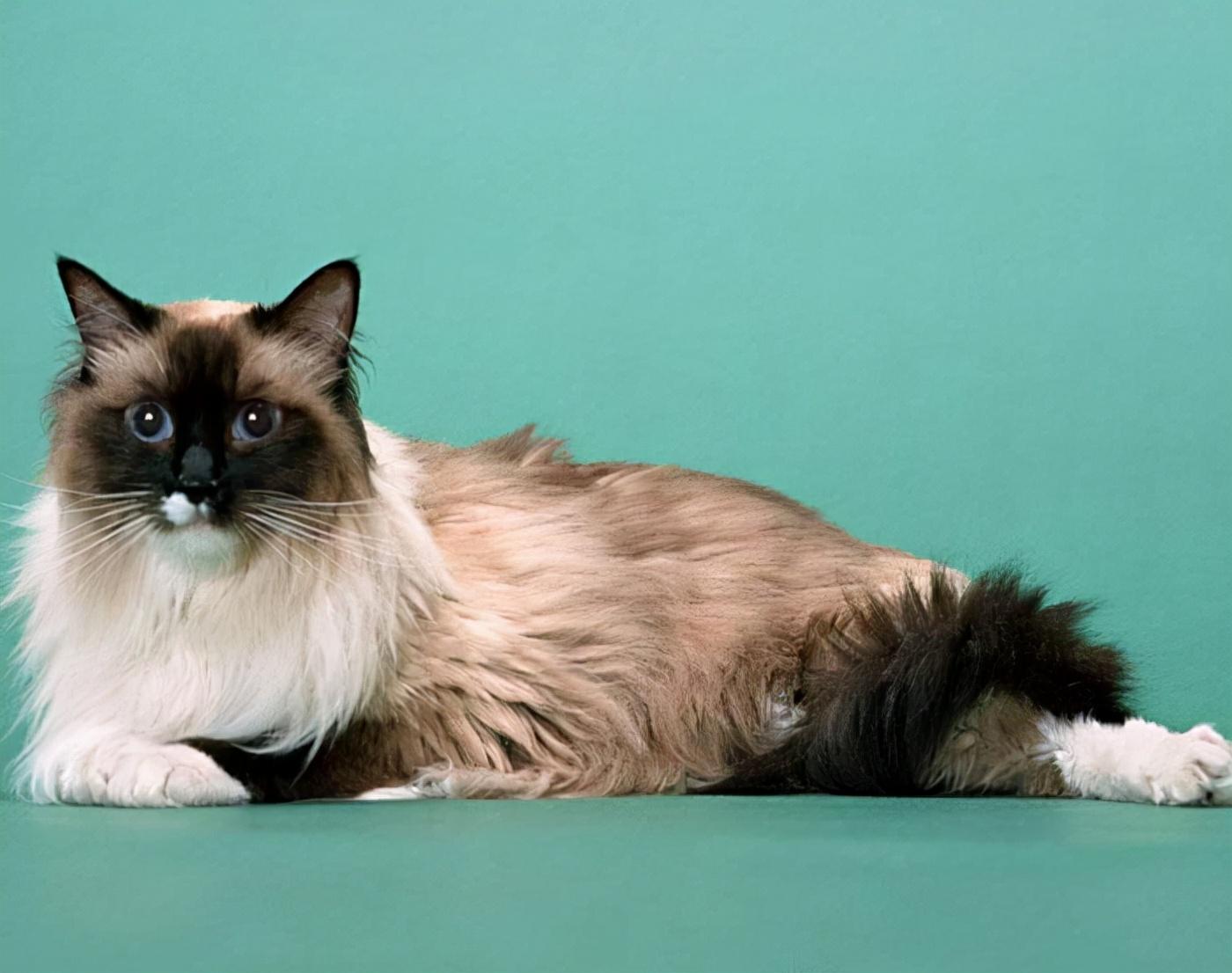 波曼猫