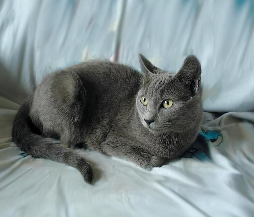 俄罗斯蓝猫