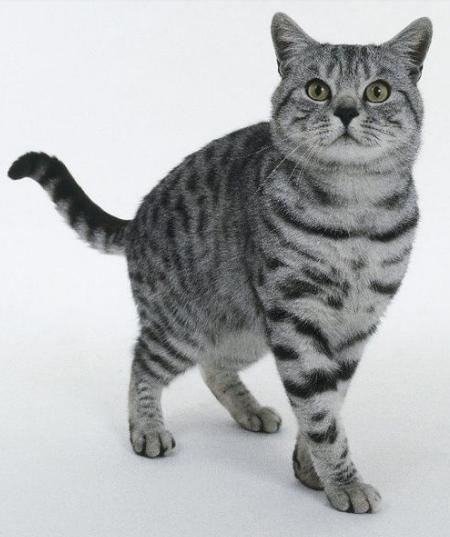 欧洲短毛猫