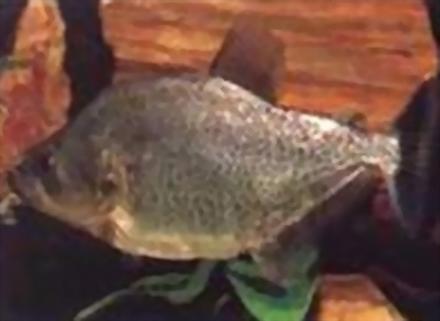 洛杉矶钻石食人鲳