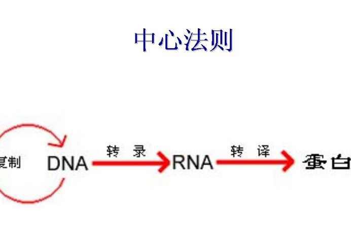 中心法则