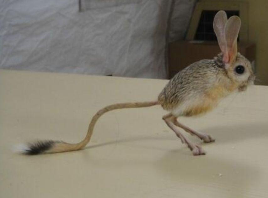 跳鼠