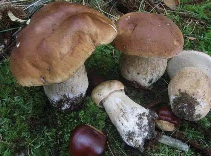 野生食用菌