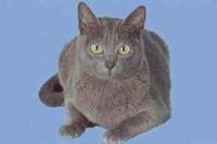 呵叻猫