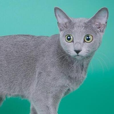 阿契安吉蓝猫