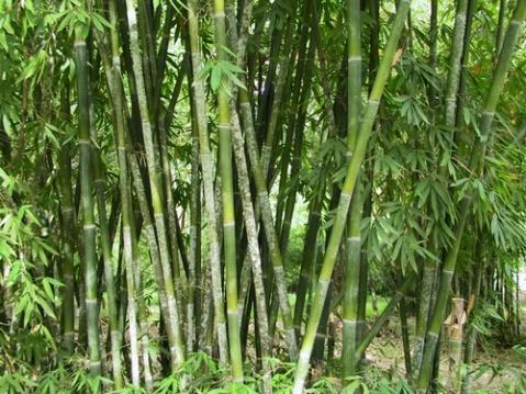 单竹