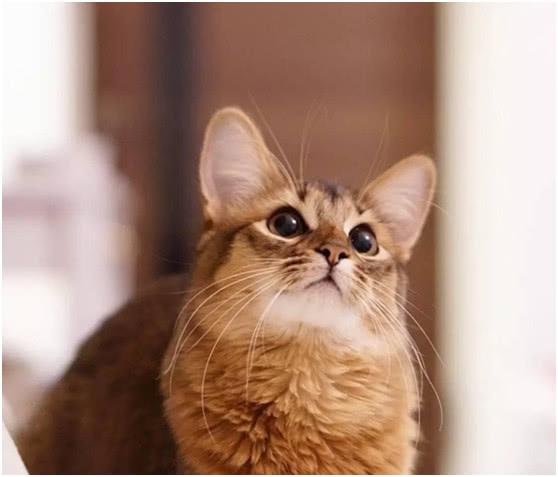索马里猫