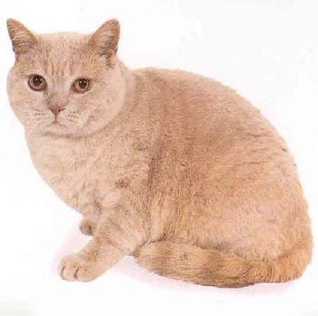 乳黄色猫