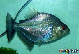 黑紫罗兰食人鲳