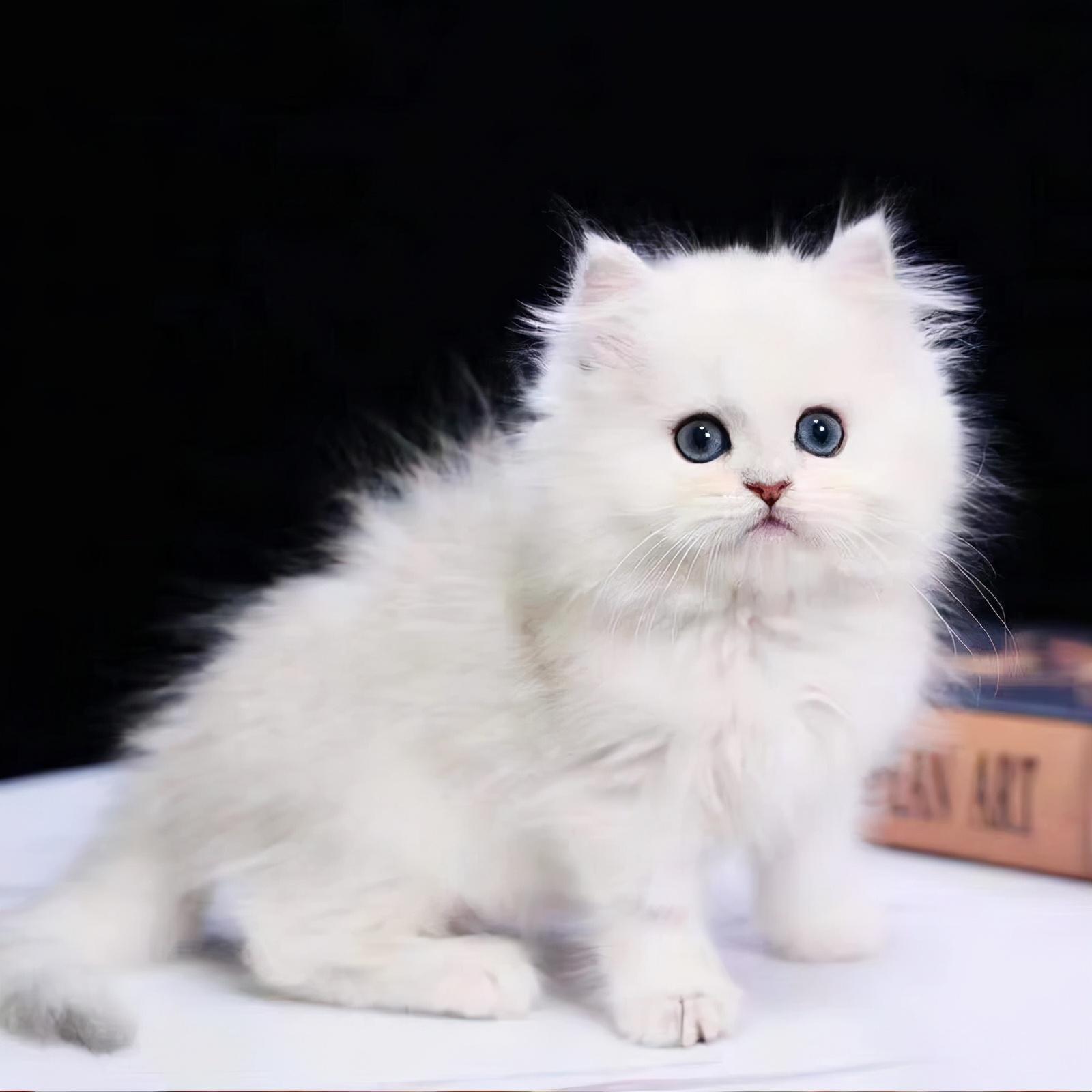 金吉拉猫